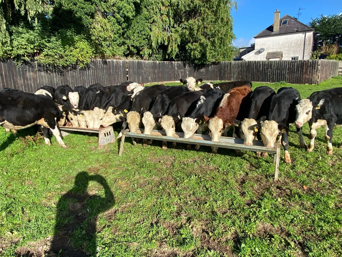 22 Whitehead Bullocks 230kg @ Lissava - Image 3