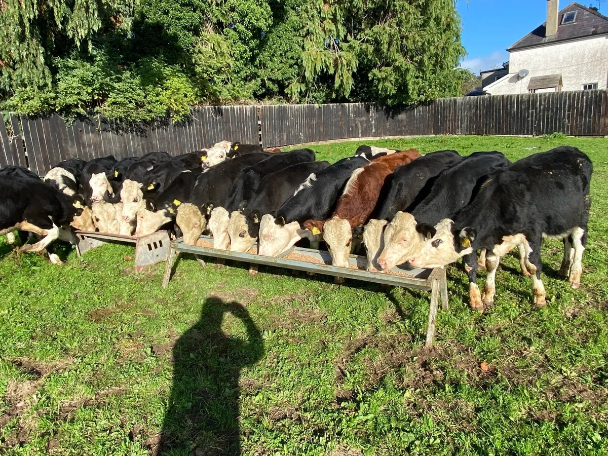 22 Whitehead Bullocks 230kg @ Lissava - Image 4