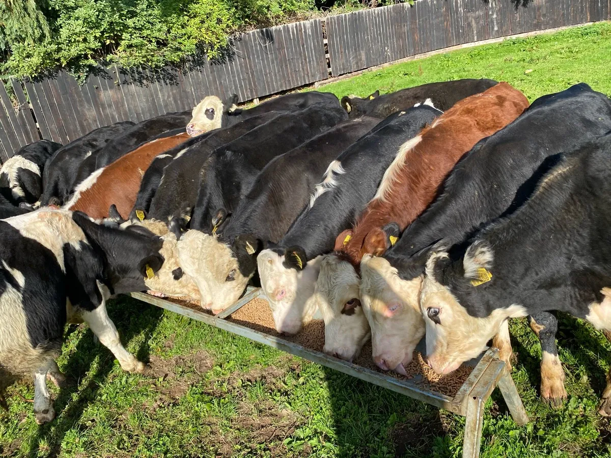 22 Whitehead Bullocks 230kg @ Lissava - Image 2