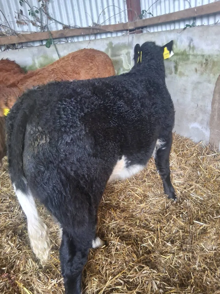 Organic weanling heifers - Image 2