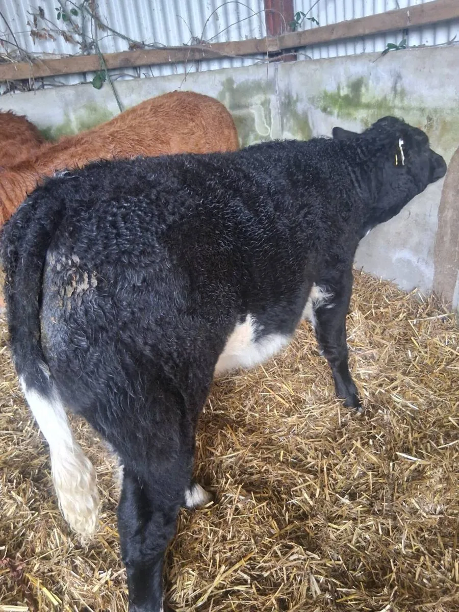 Organic weanling heifers - Image 3