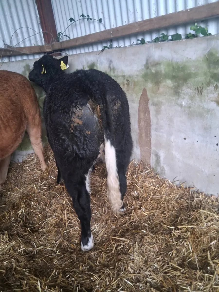 Organic weanling heifers - Image 4