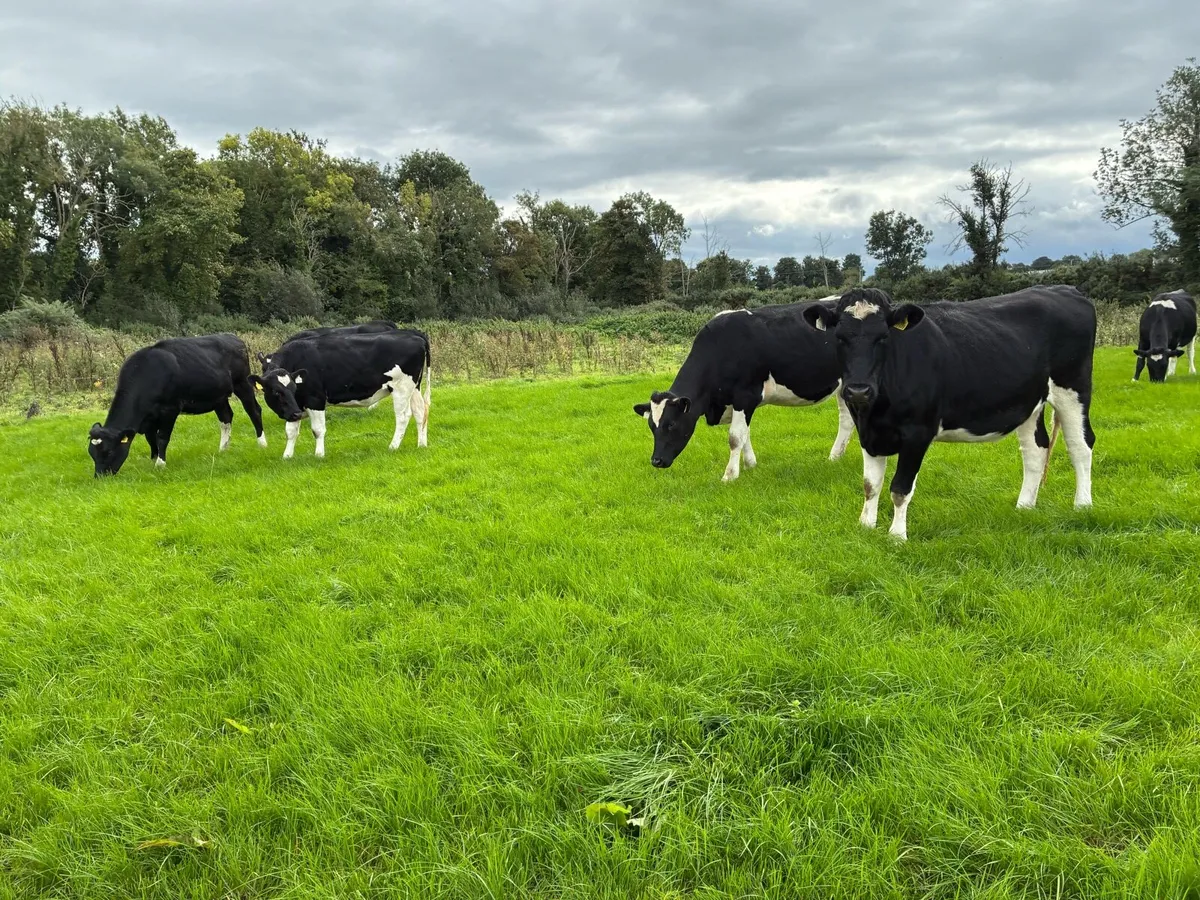 Maiden heifers - Image 1