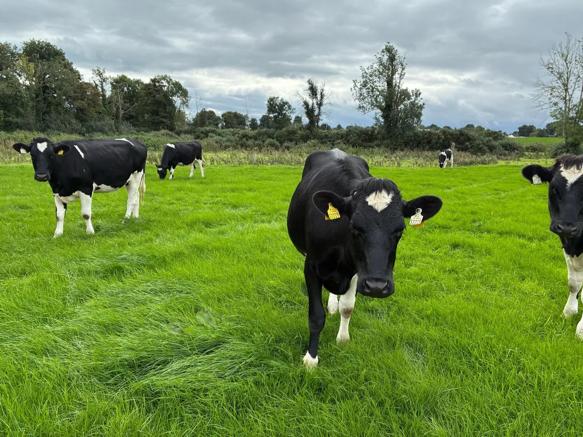 Maiden heifers - Image 2