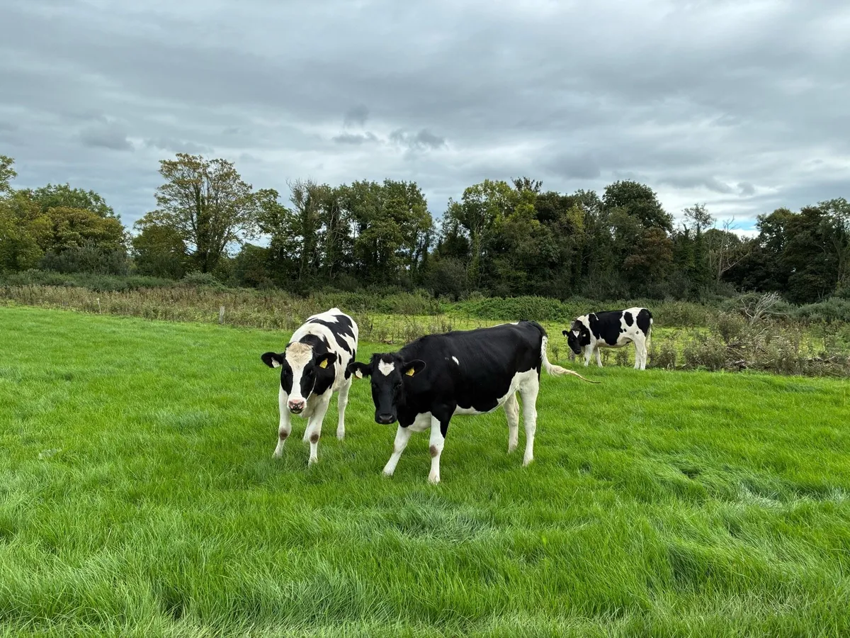 Maiden heifers - Image 4