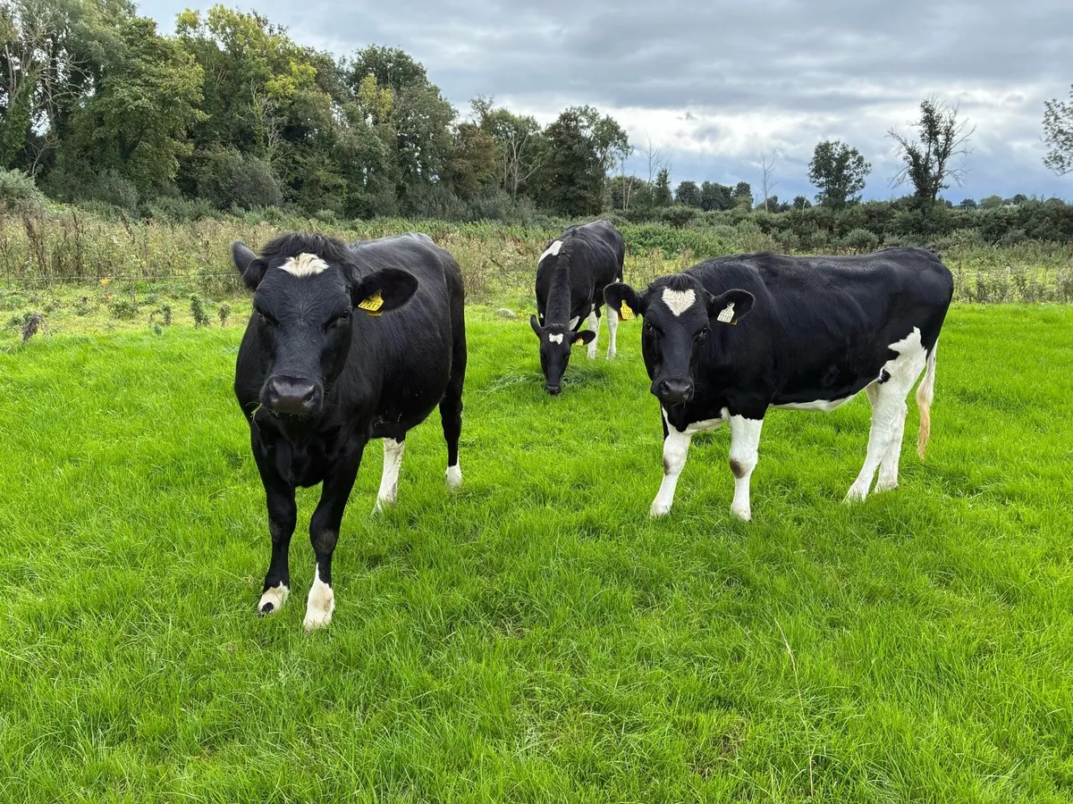 Maiden heifers - Image 3