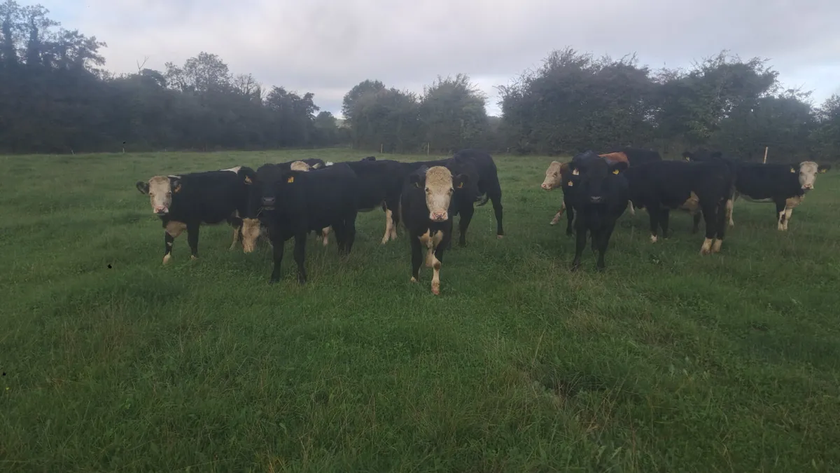 25 born bullocks - Image 3