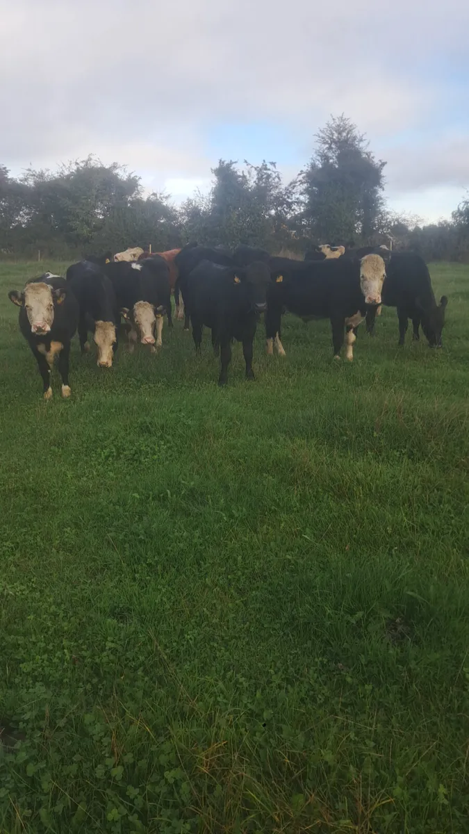 25 born bullocks - Image 2
