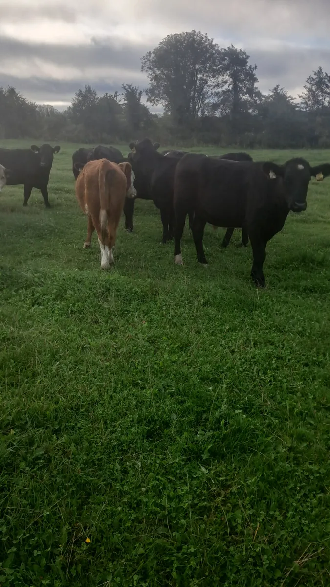 25 born bullocks - Image 1