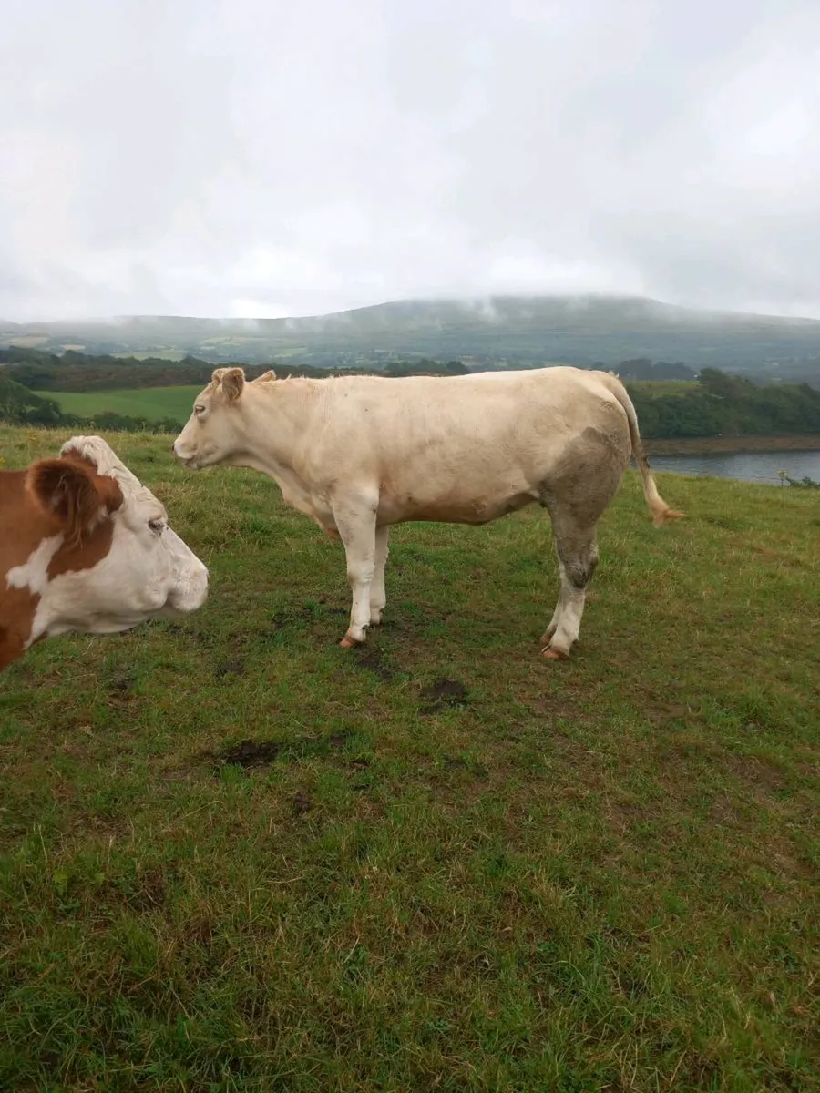 In calf heifer - Image 1
