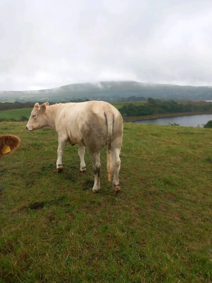 In calf heifer - Image 4