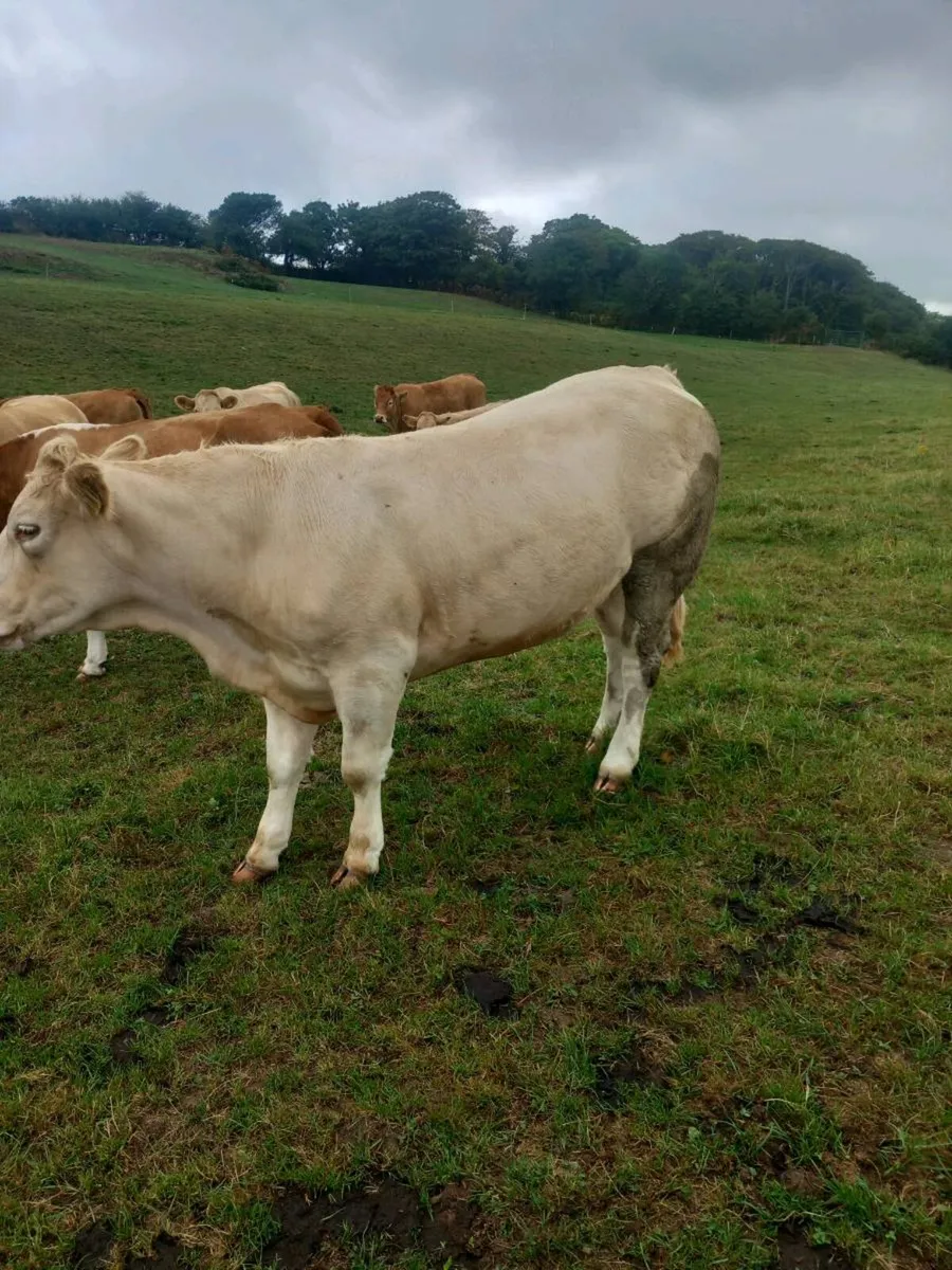 In calf heifer - Image 2