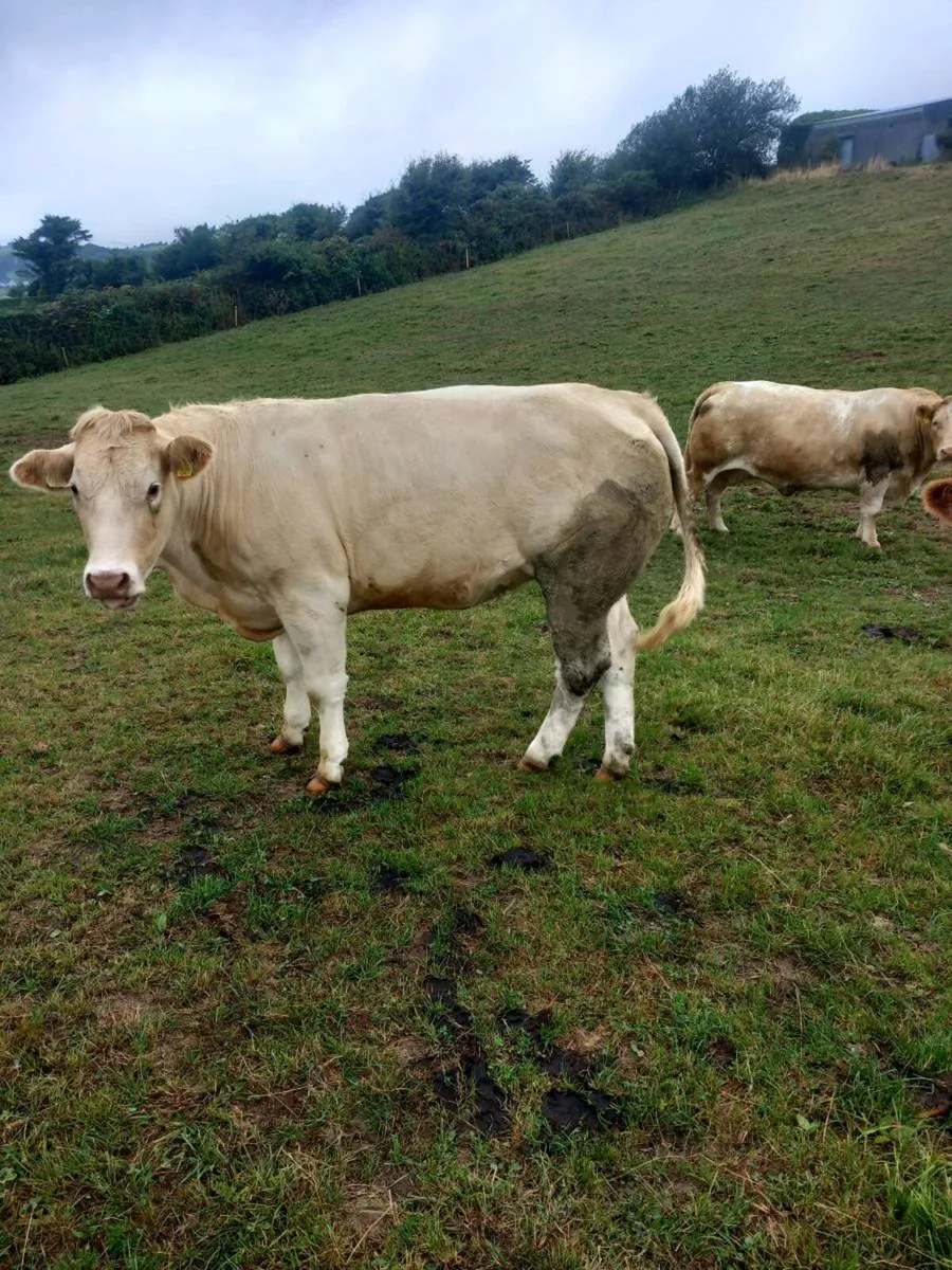 In calf heifer - Image 3