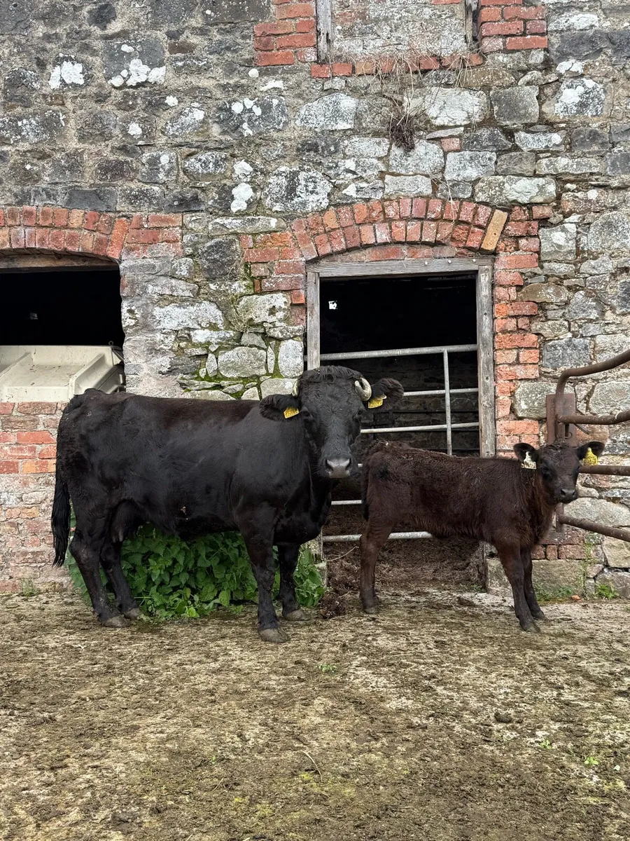 Dexter Cow with Angus heifer calf - Image 1