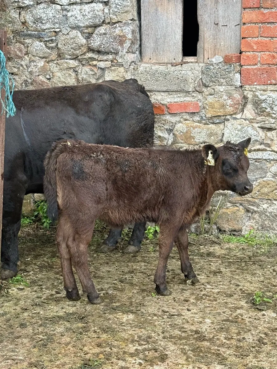 Dexter Cow with Angus heifer calf - Image 2