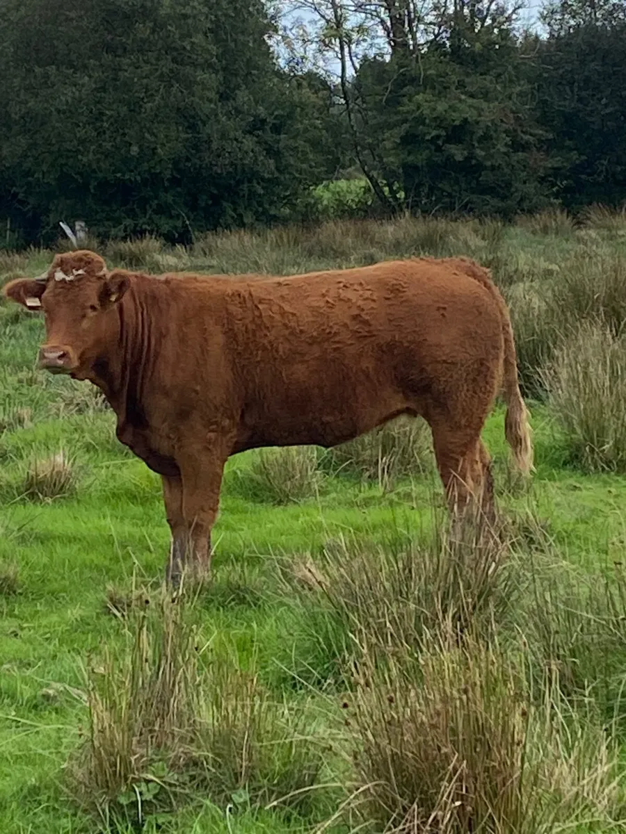 Springer Heifers - Image 2
