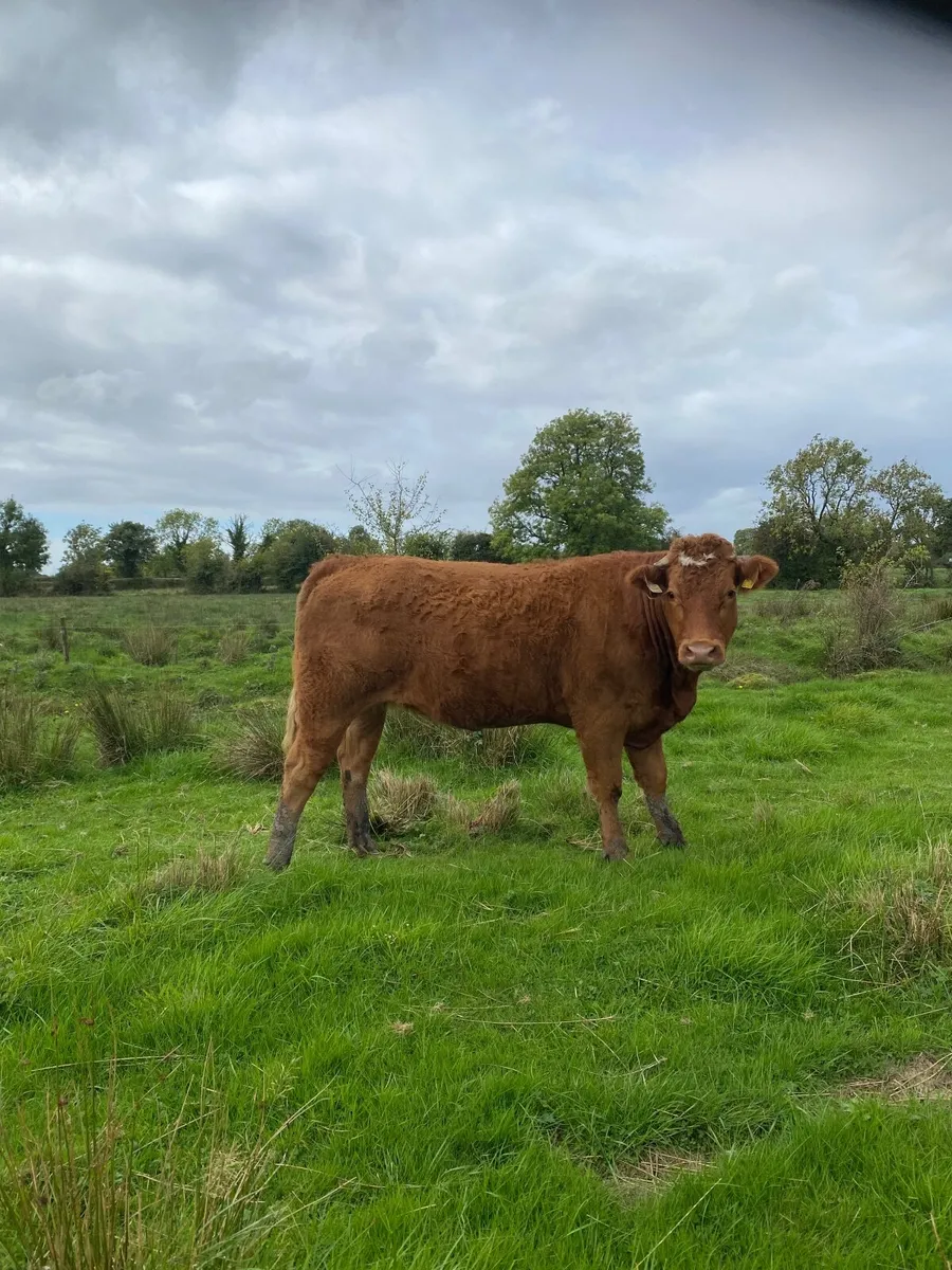 Springer Heifers - Image 3