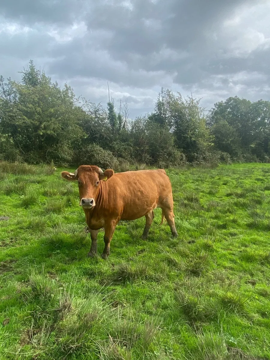 Springer Heifers - Image 4