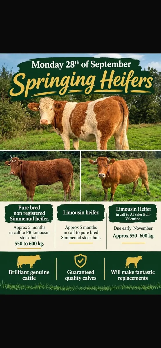 Springer Heifers - Image 1