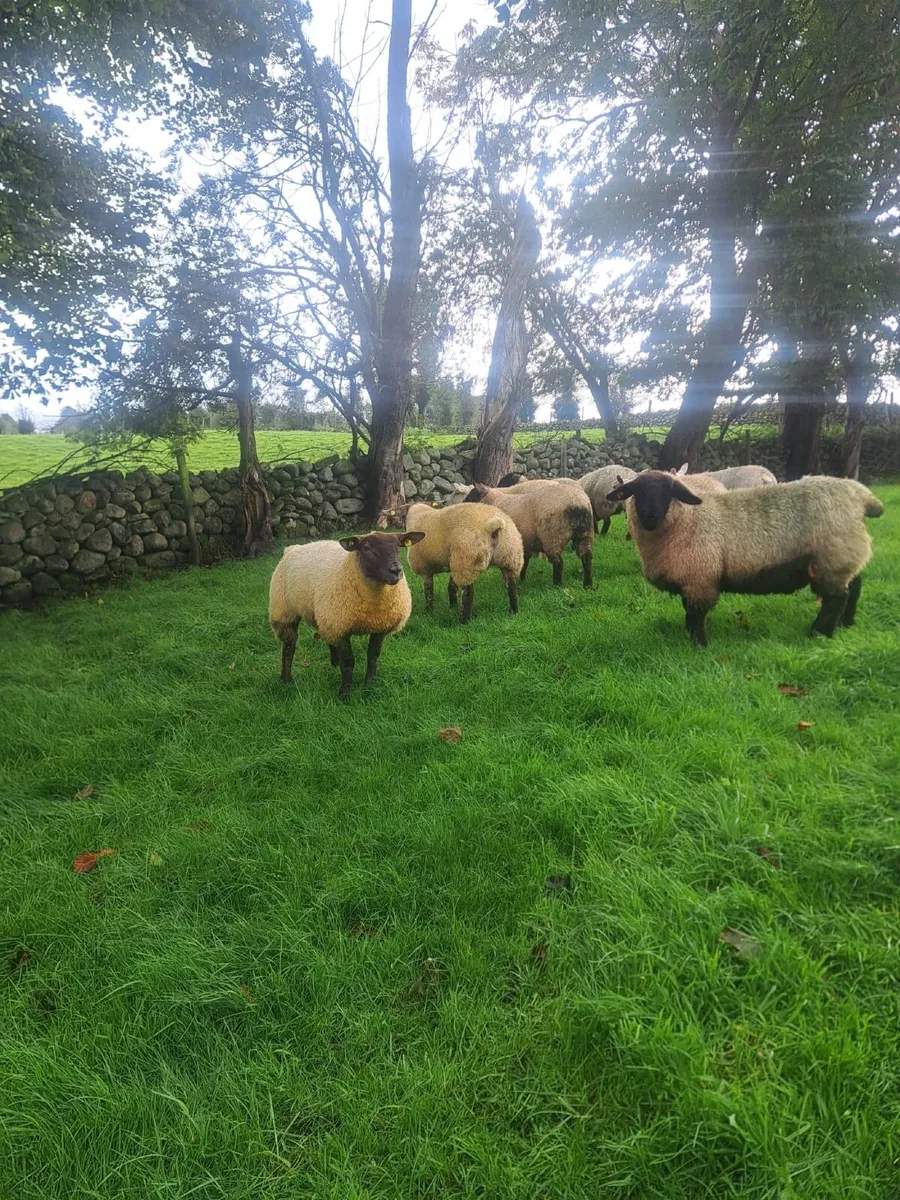 Ewe Lambs - Image 2