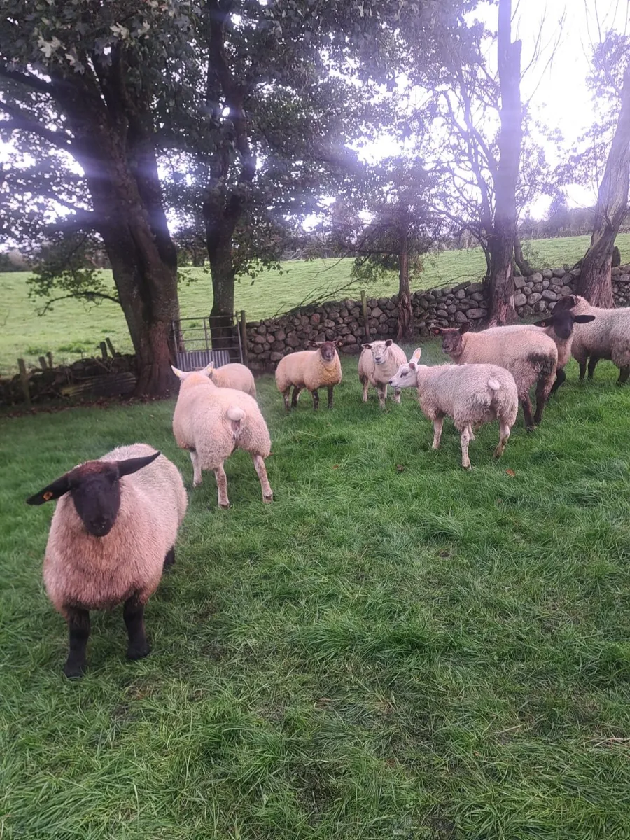 Ewe Lambs - Image 1