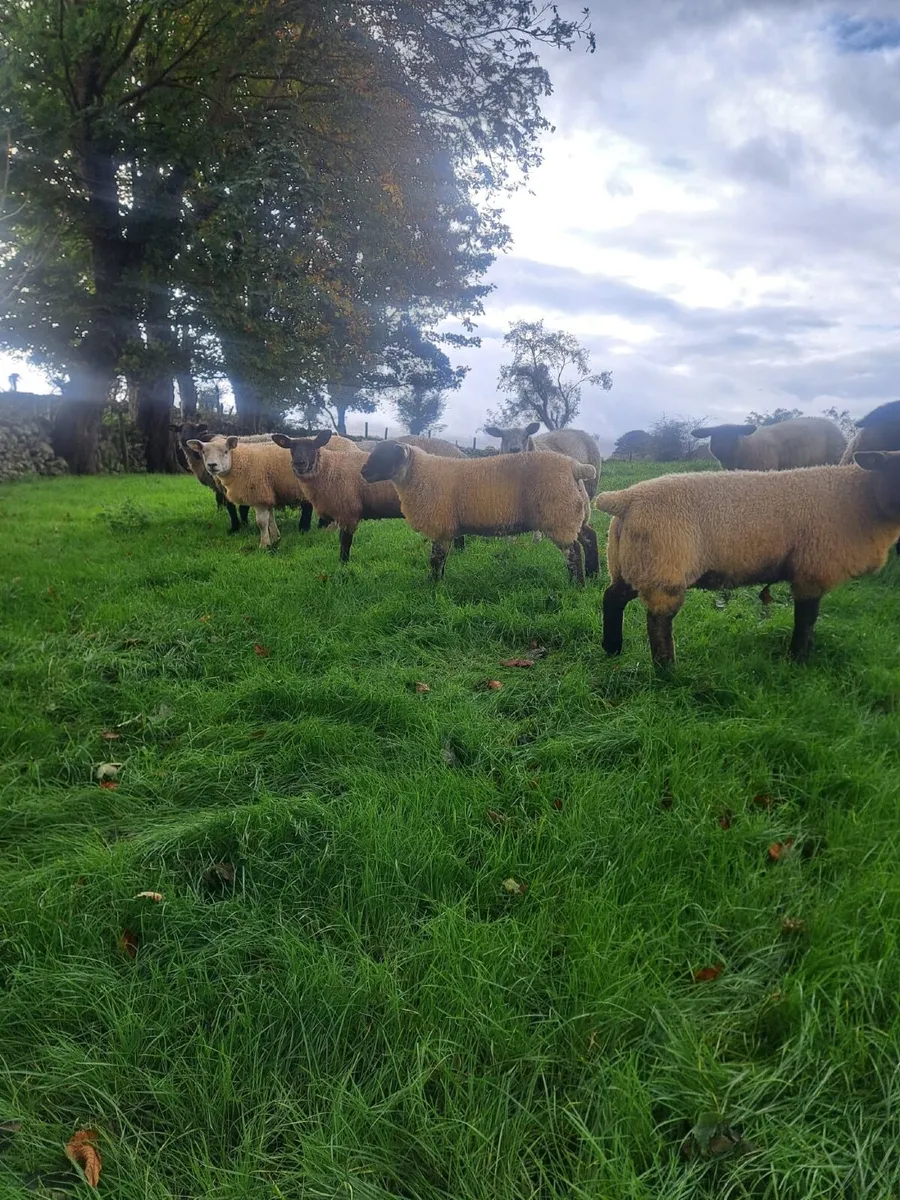 Ewe Lambs - Image 4