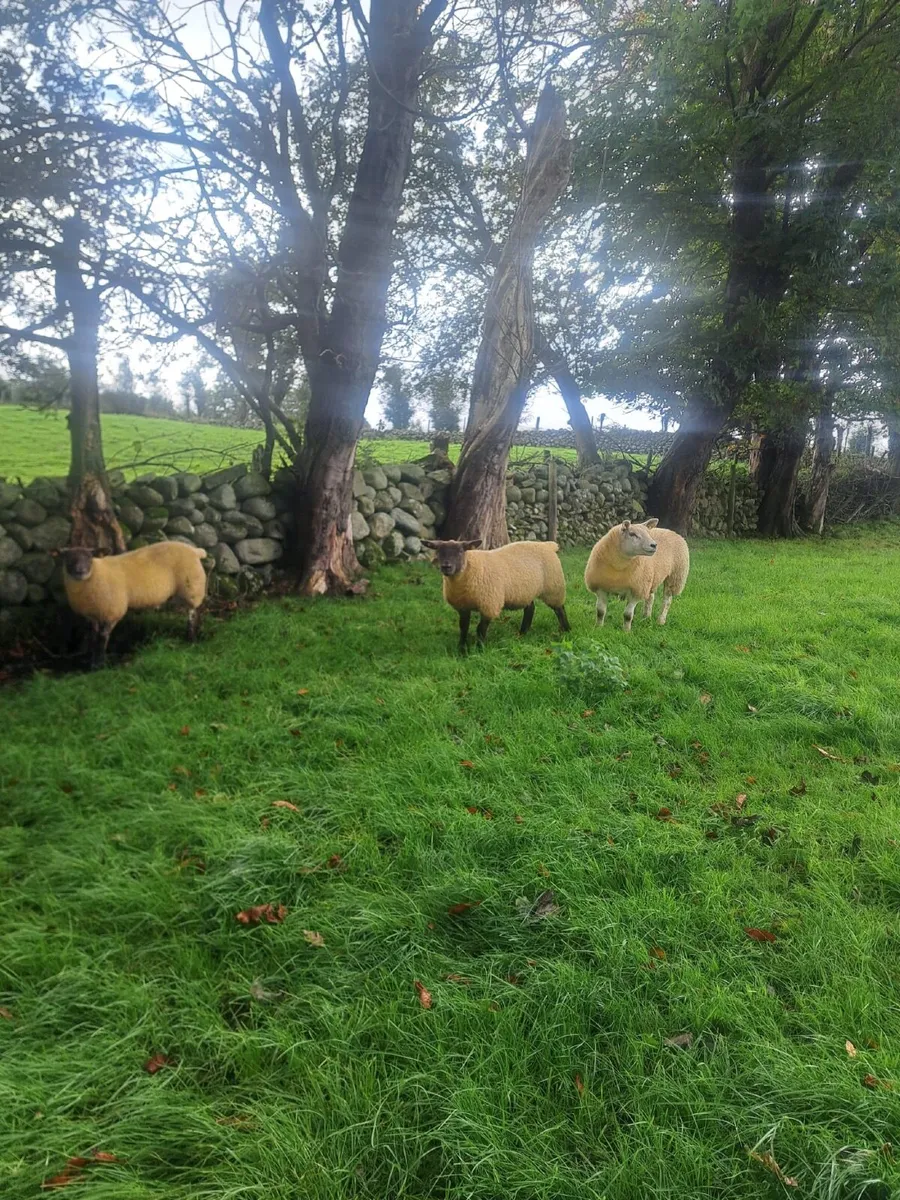 Ewe Lambs - Image 3
