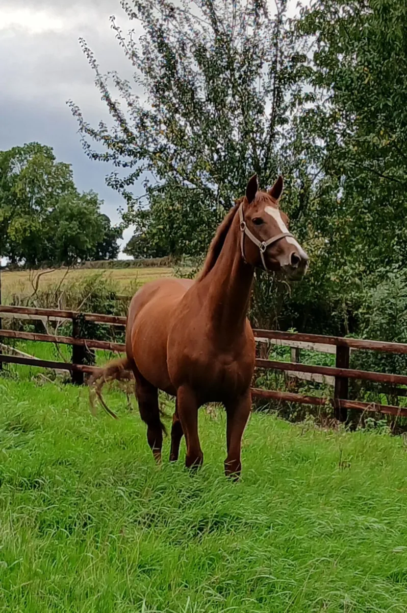 filly for sale - Image 1
