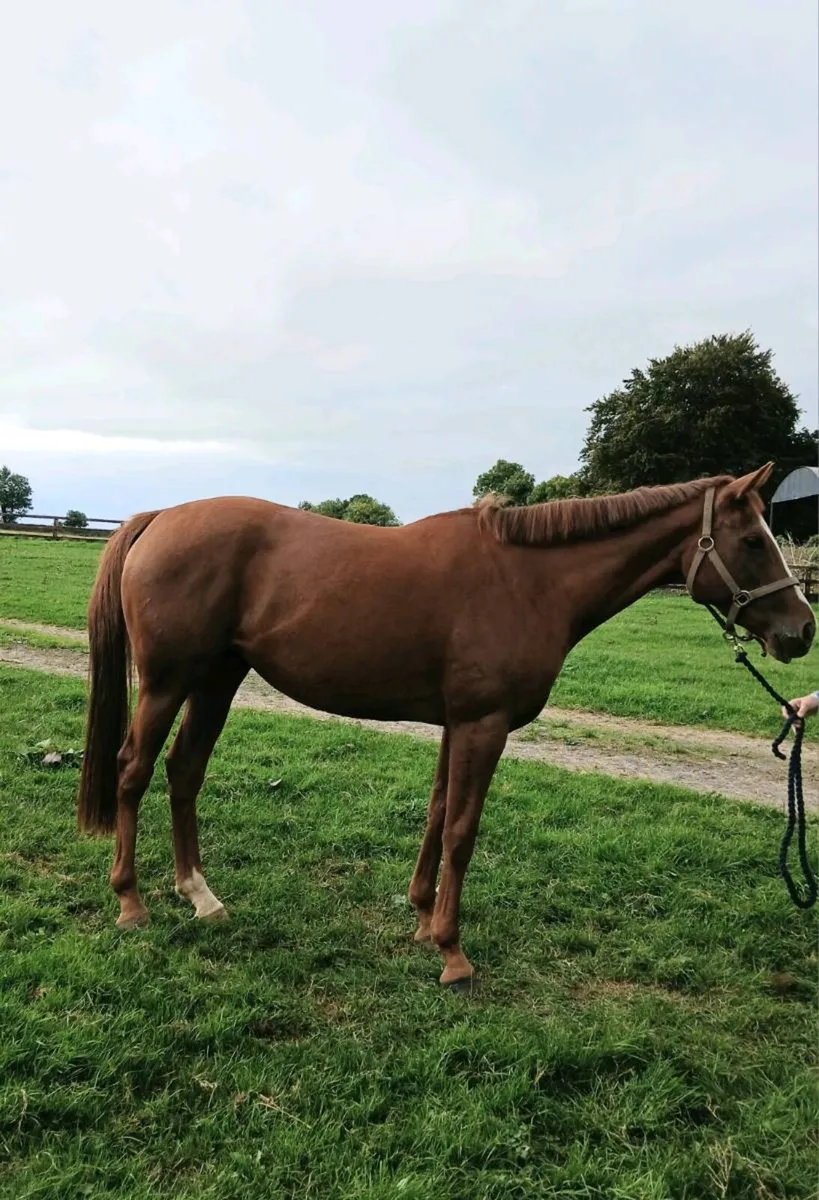 filly for sale - Image 2