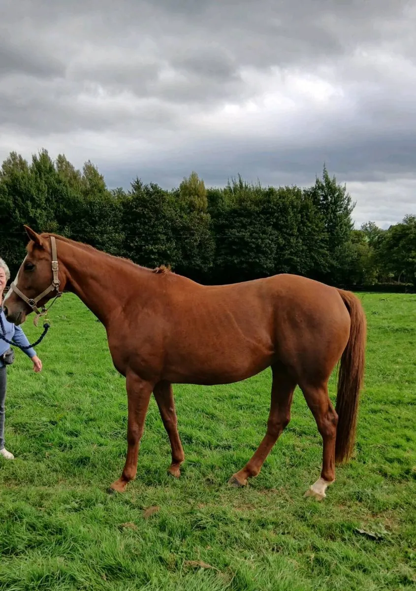 filly for sale - Image 3