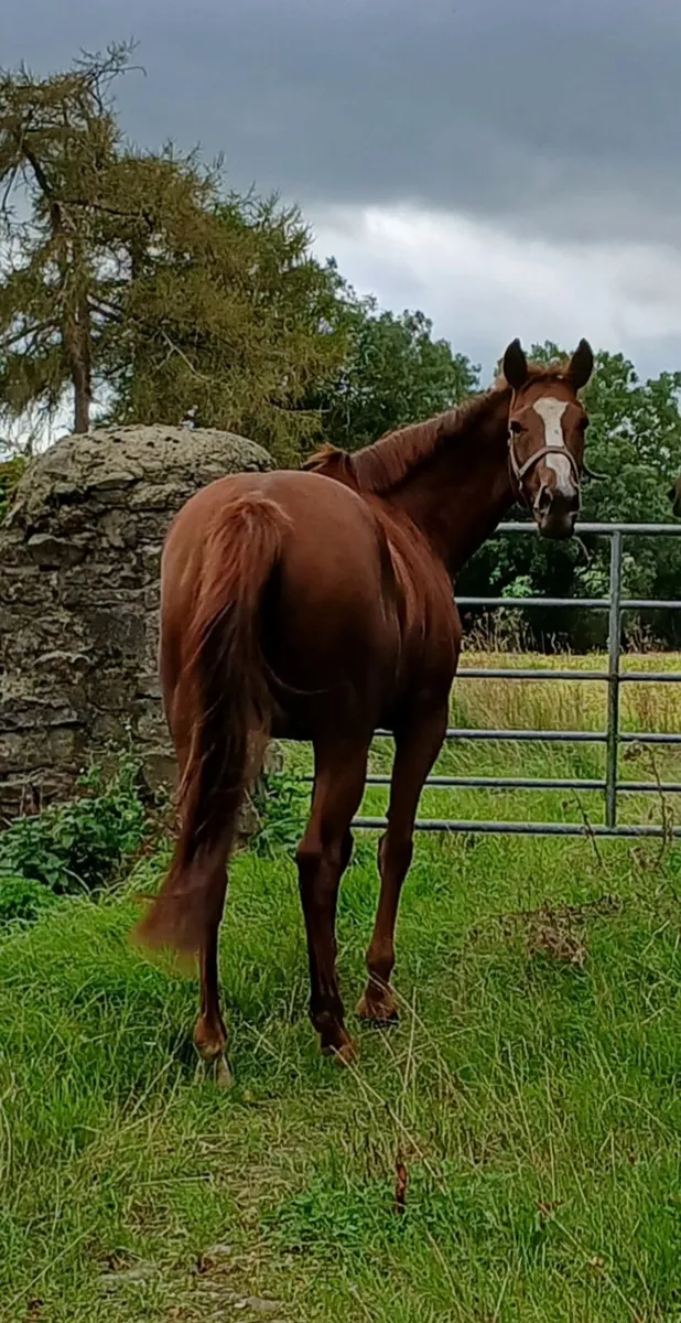 filly for sale - Image 4