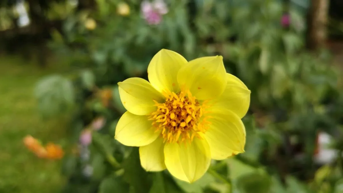 Dahlia Sunburst
