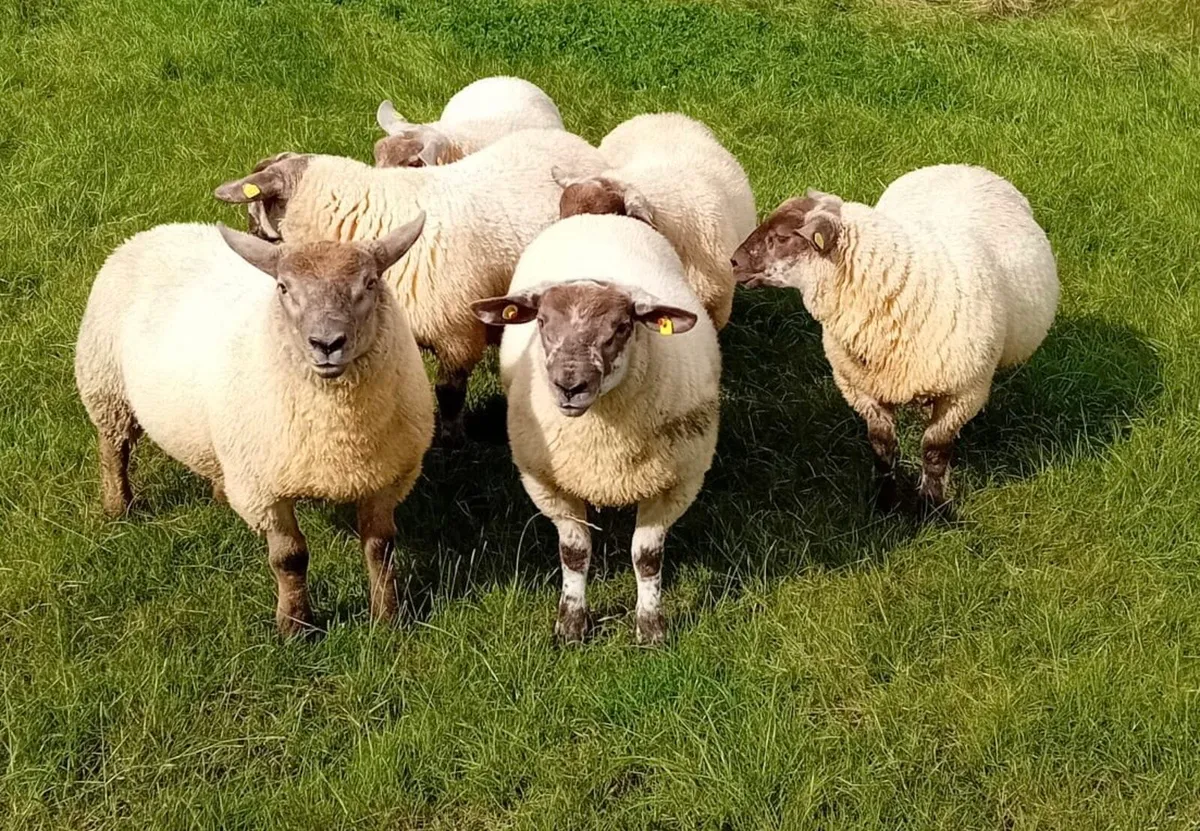 Suftex Ram Lambs - Image 1
