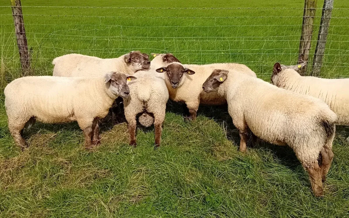 Suftex Ram Lambs - Image 2