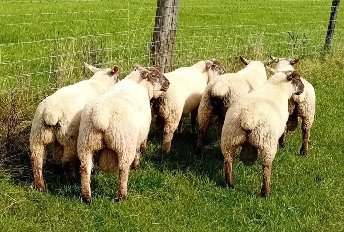 Suftex Ram Lambs - Image 3