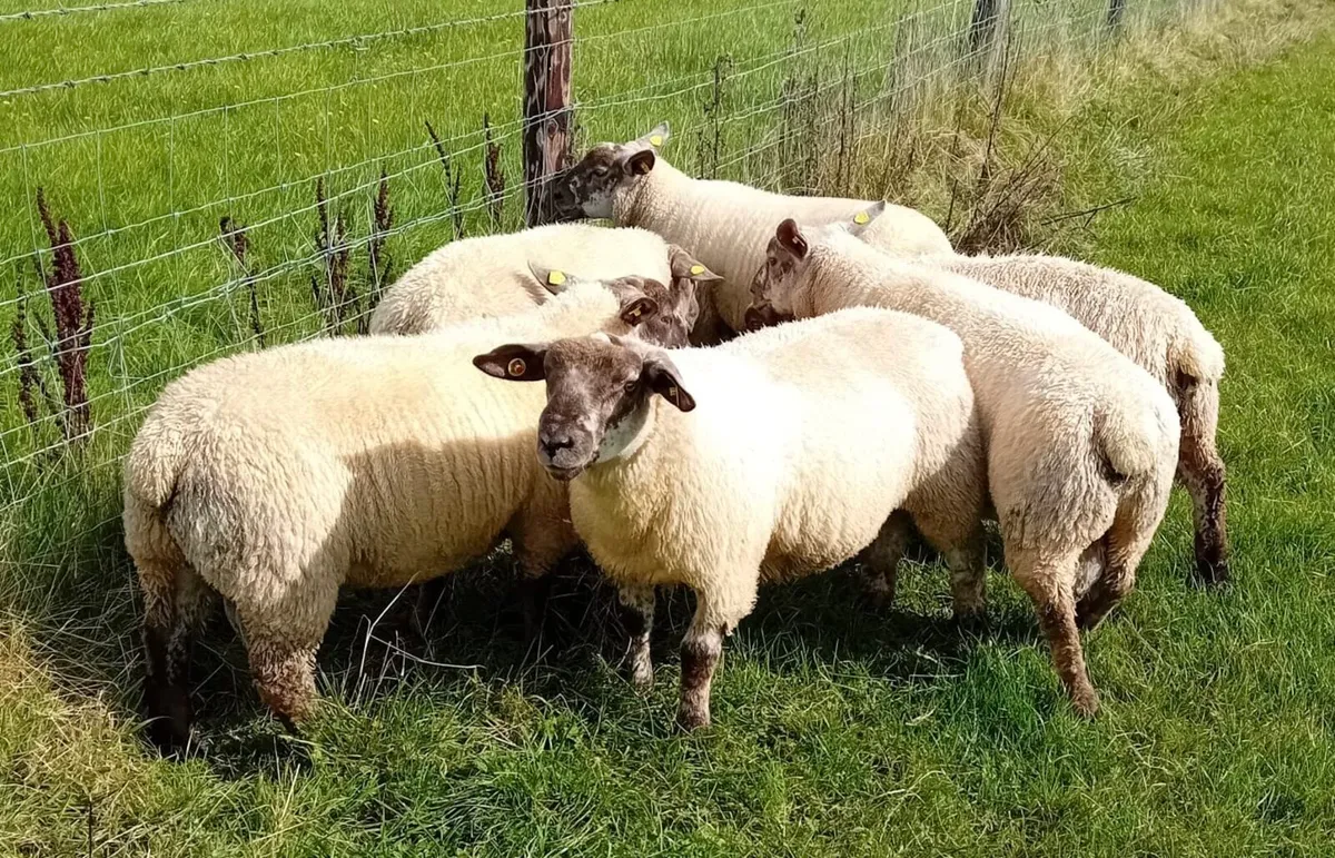 Suftex Ram Lambs - Image 4