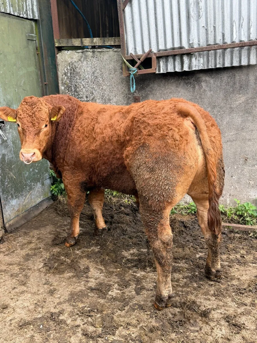 PEDIGREE LIMOUSIN BULL - Image 1
