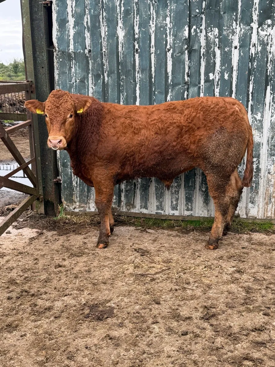 PEDIGREE LIMOUSIN BULL - Image 2