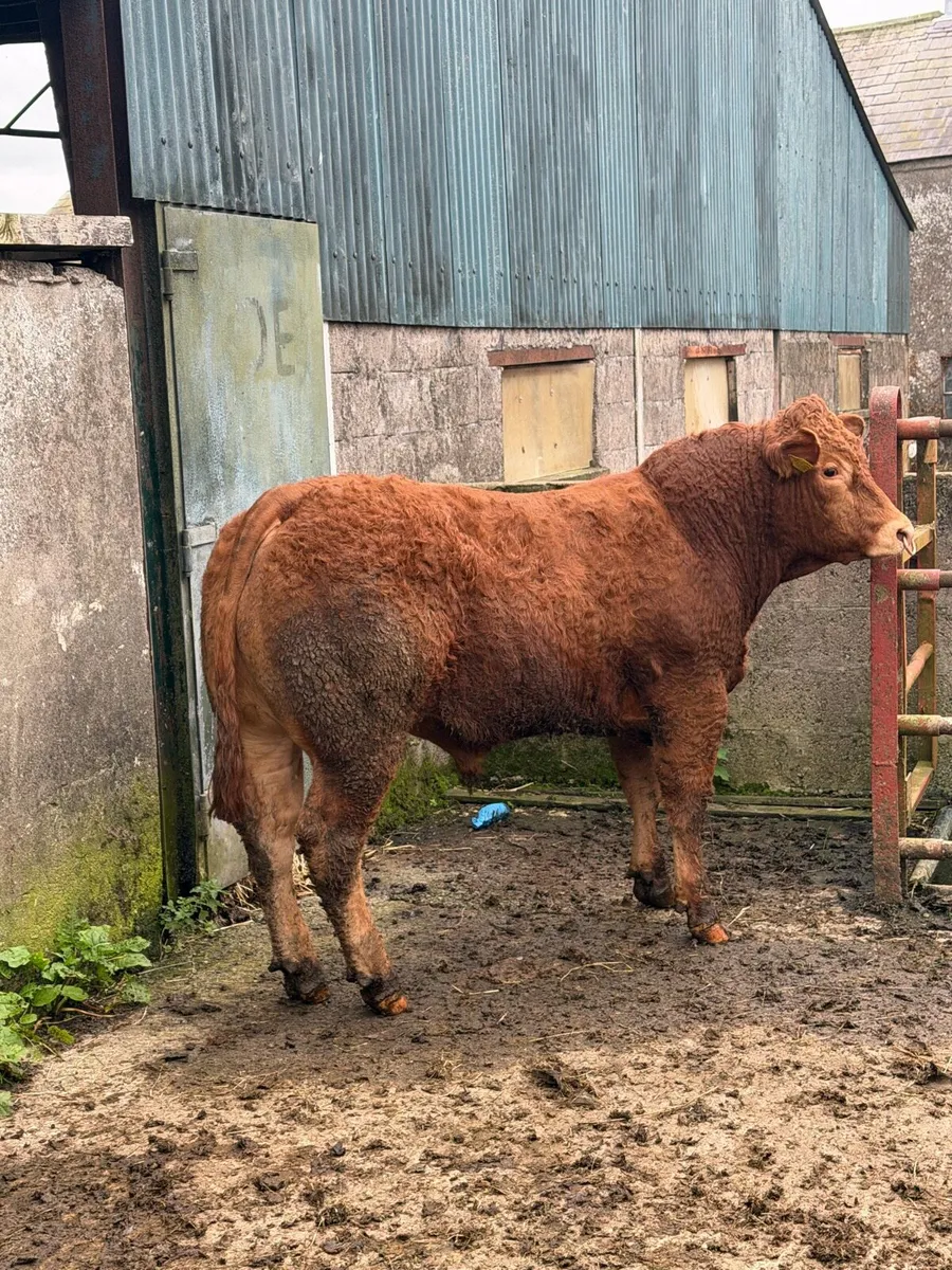 PEDIGREE LIMOUSIN BULL - Image 3