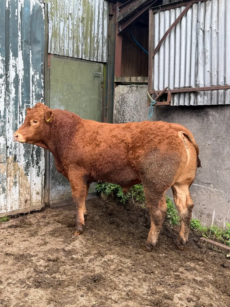 PEDIGREE LIMOUSIN BULL - Image 4