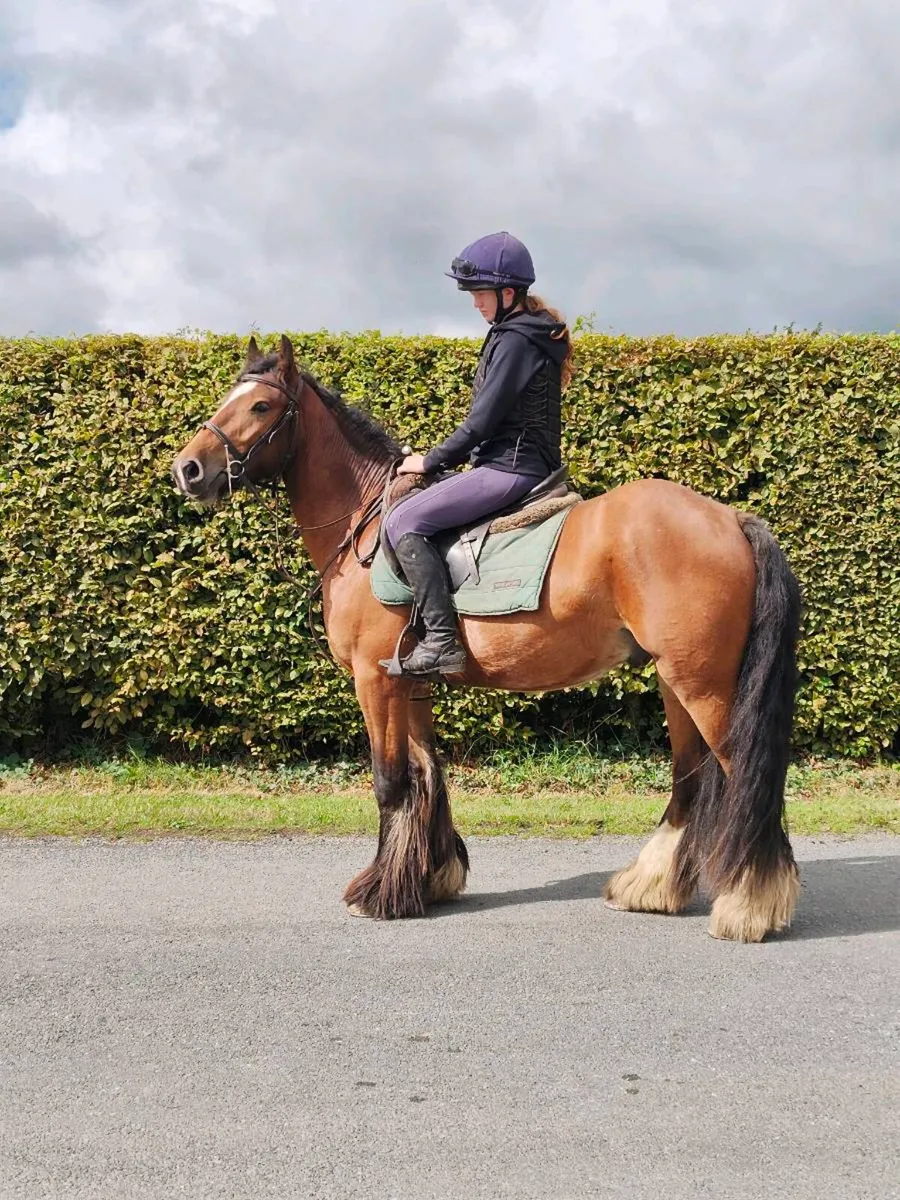 All rounder Cob - Image 1