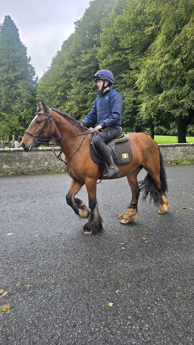All rounder Cob - Image 2