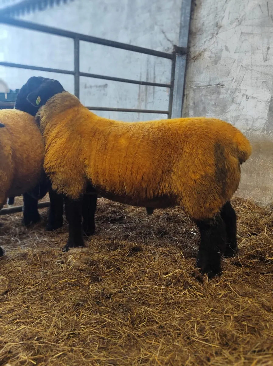 Rams - Image 2