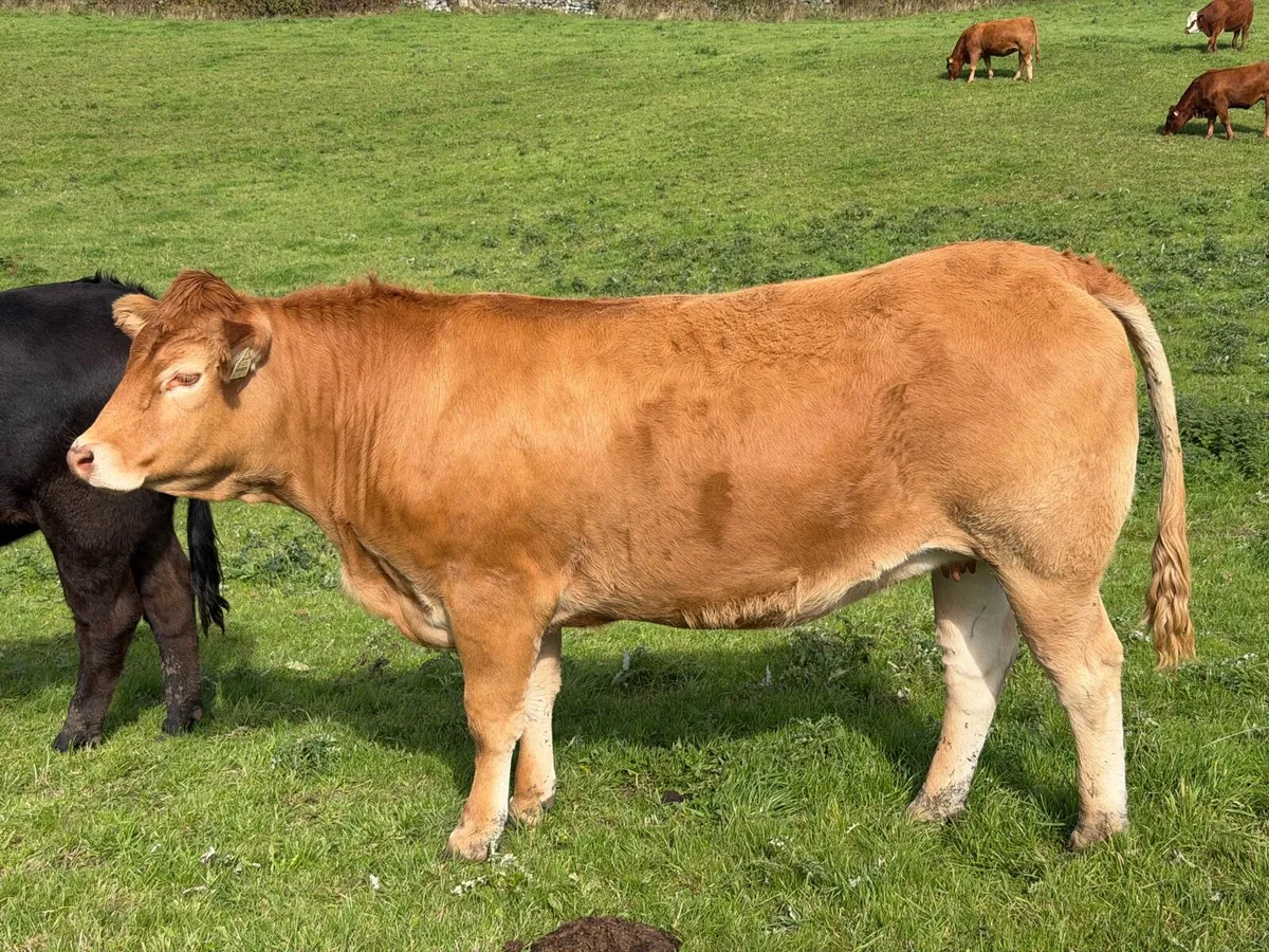 Headford Mart 10 Oct | In Calf Heifer Springers - Image 4