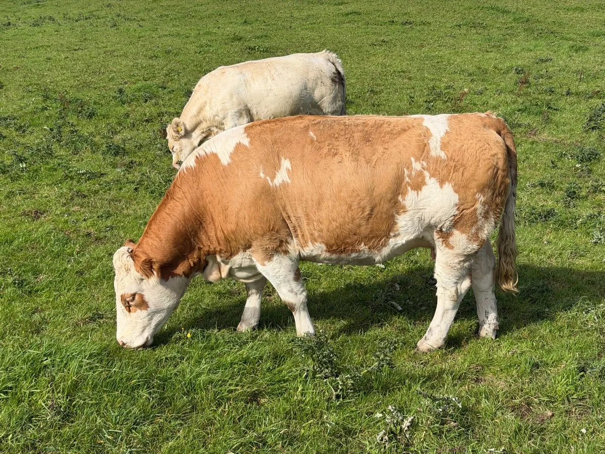Headford Mart 10 Oct | In Calf Heifer Springers - Image 3