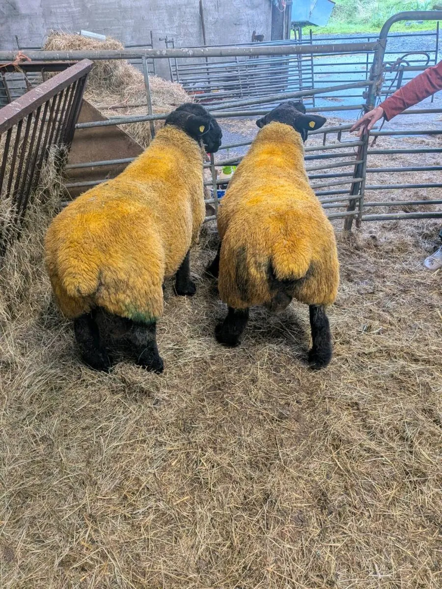 Rams - Image 3