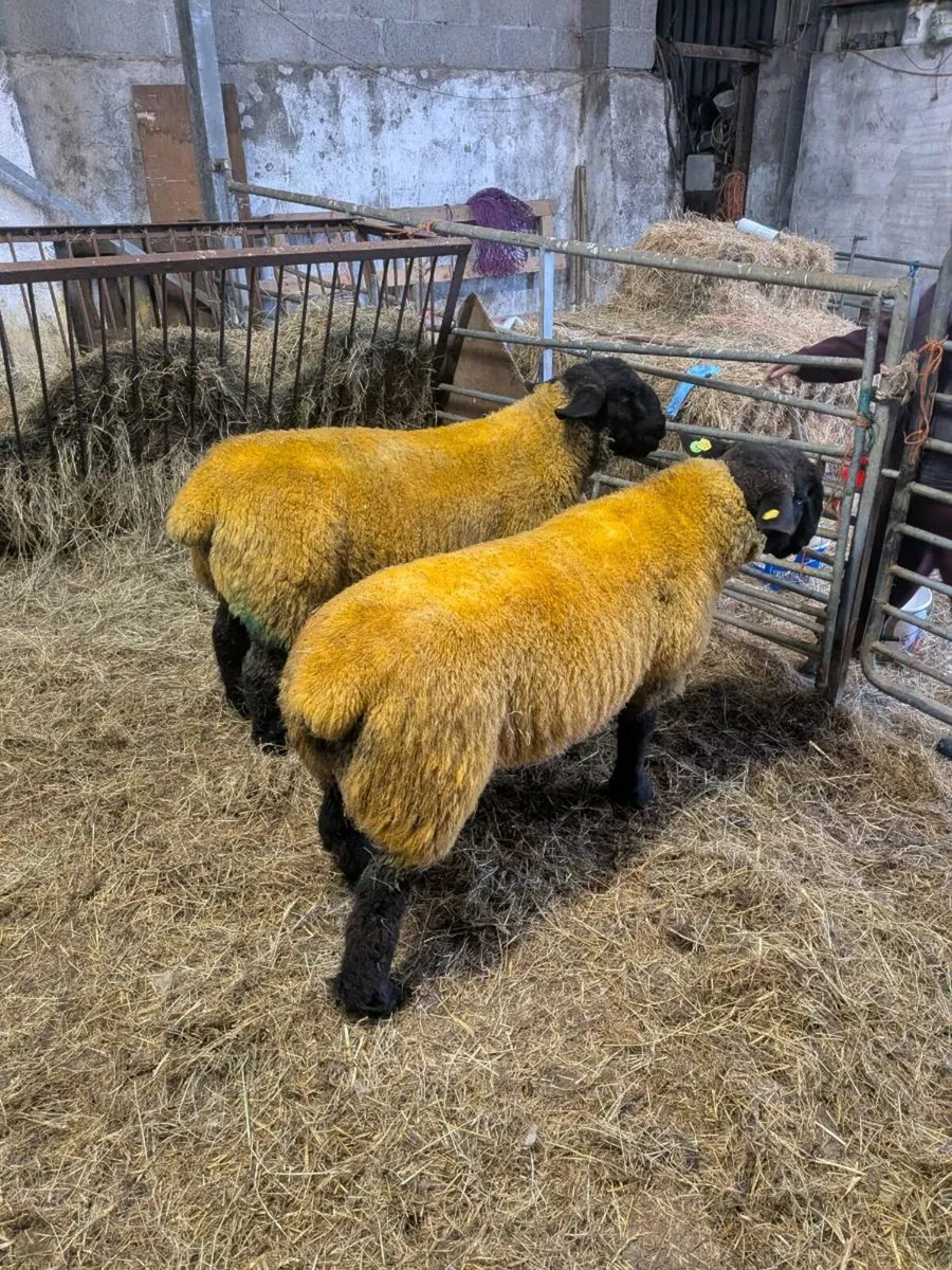 Rams - Image 4
