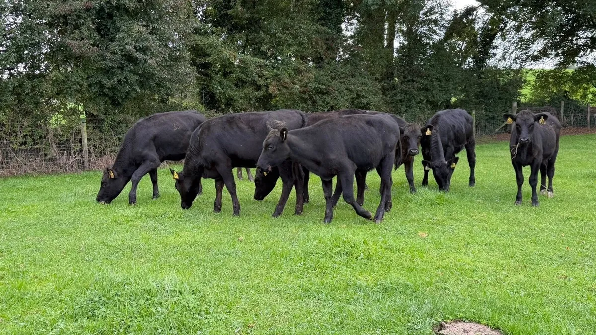 10 super Angus heifer weanlings - Image 2