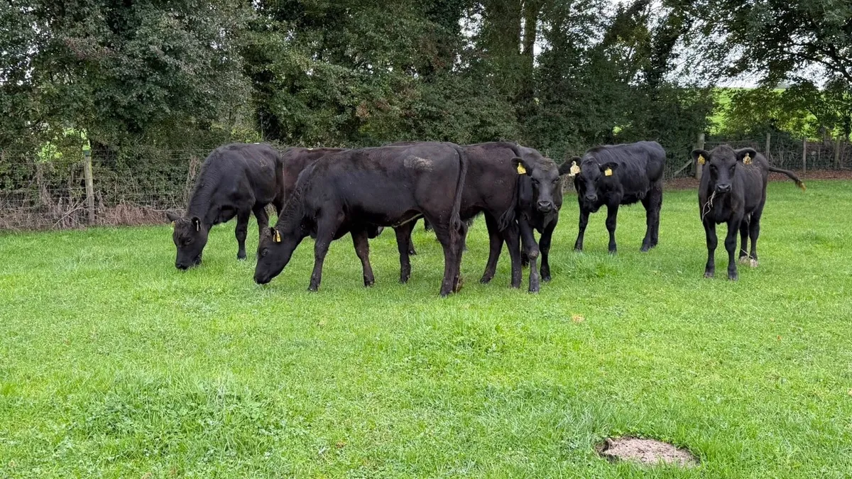 10 super Angus heifer weanlings - Image 3
