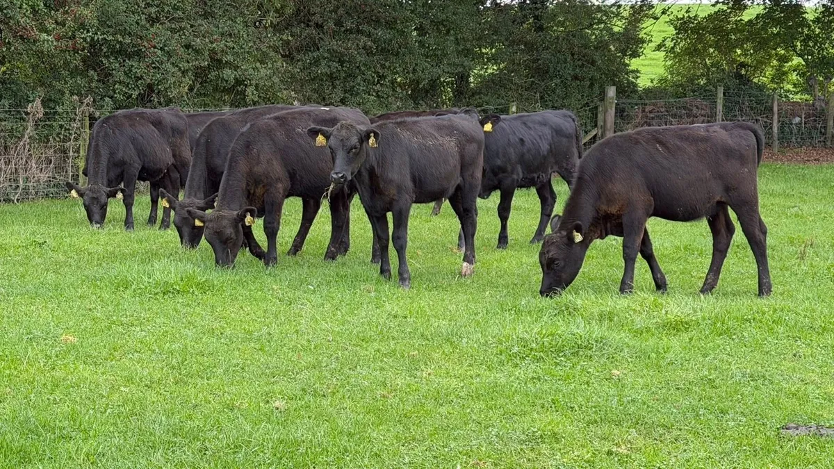 10 super Angus heifer weanlings - Image 4